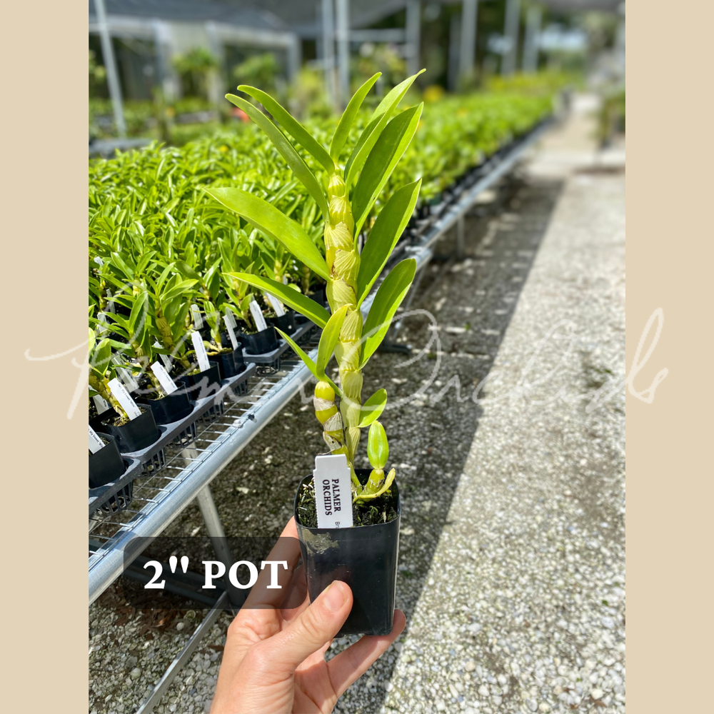 ゴールドノビレ Nobile-Type Dendrobium 4-Pack — Palmer Orchids